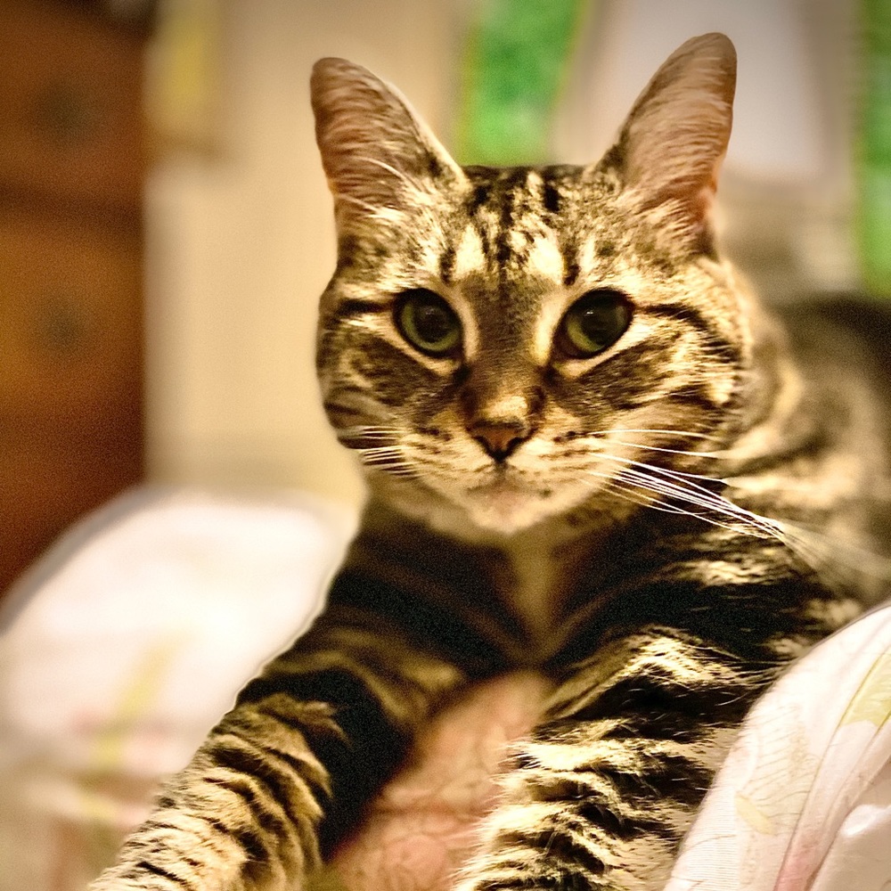 Meet your Posher, Todd